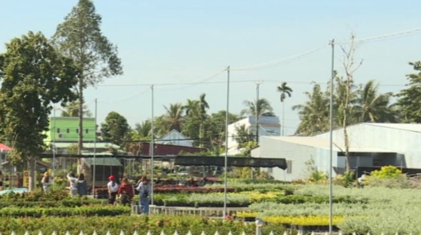 TP.Sa Đéc sẽ thí điểm khai thác du lịch làng hoa