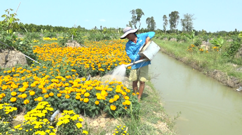 Nông dân chuẩn bị hoa trái cho rằm tháng Giêng