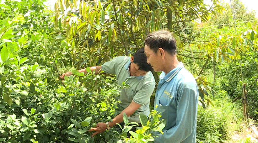 Đồng Tháp phát triển tiềm năng nông nghiệp sau sáp nhập