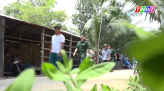 Tiềm năng phát triển cây tre