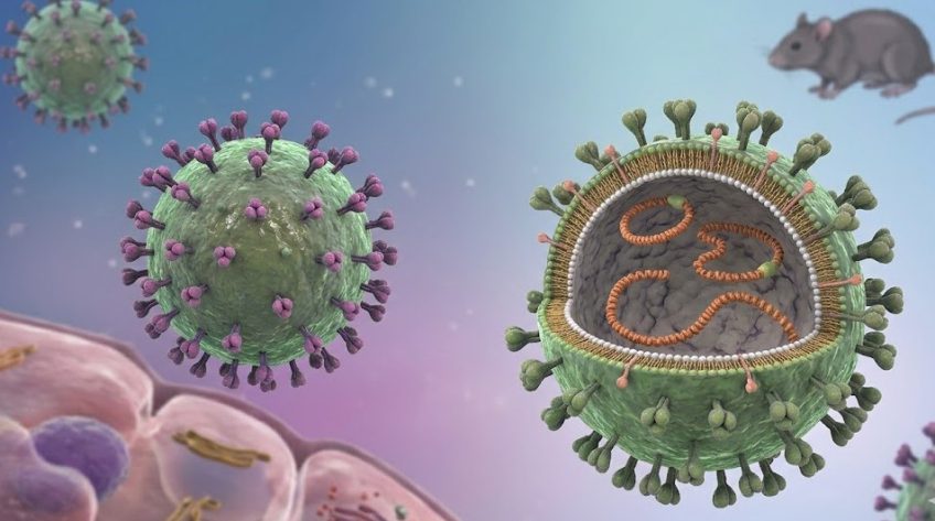 WHO cảnh báo chùm ca virus Hanta gây tử vong, Việt Nam tăng cường giám sát