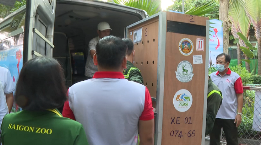 Sếu đầu đỏ hoàn thành cách ly tại Thảo cầm viên Sài Gòn
