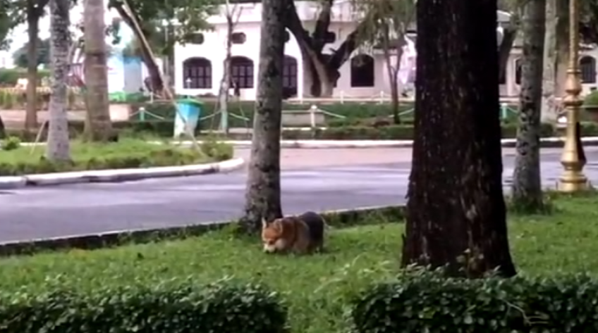 Vô tư thả thú cưng phóng uế nơi công cộng