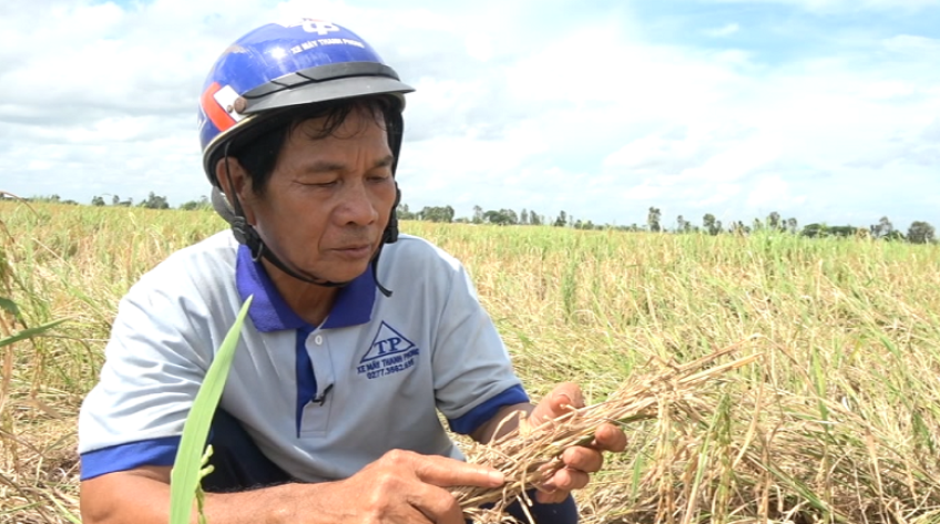 TP.Hồng Ngự: Hàng chục ha lúa bị cháy bìa lá không rõ nguyên nhân