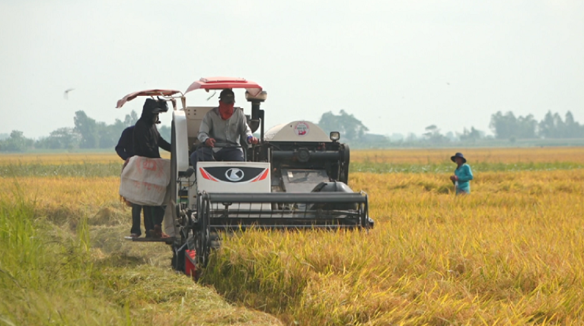 Đồng Tháp: Tăng cường liên kết bao tiêu lúa Hè Thu