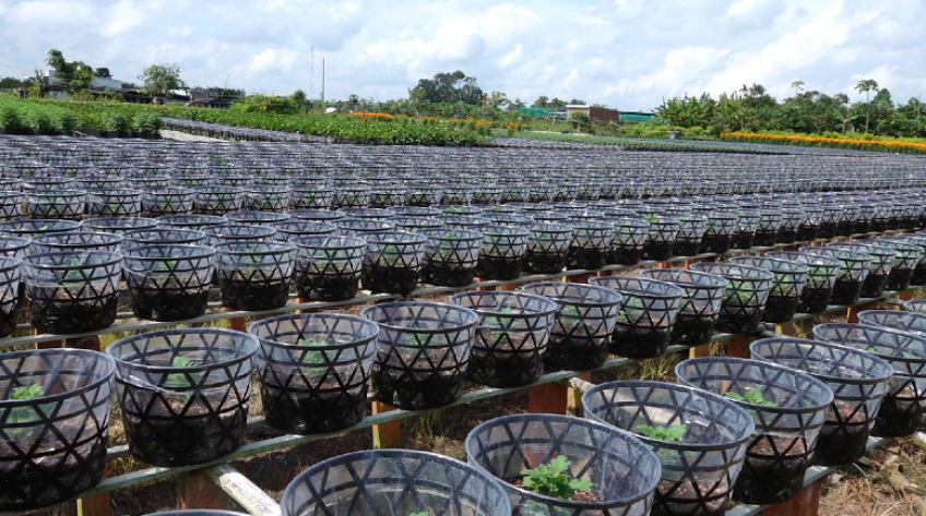 Nông dân Sa Đéc chuẩn bị 266.600 giỏ cúc mâm xôi cho thị trường Tết