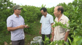 Nước tưới tiêu bị ô nhiễm, nông dân gặp khó trong sản xuất