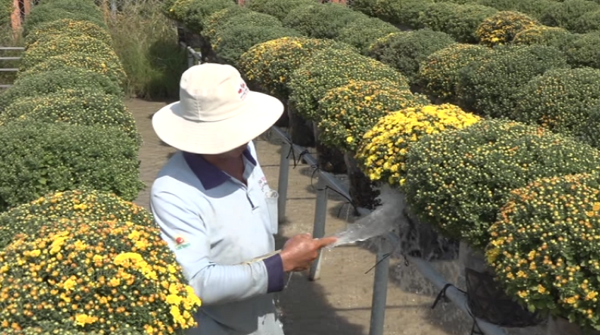 Nâng cao chất lượng hoa Sa Đéc phục vụ thị trường Tết