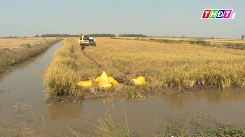 Nông nghiệp bền vững nhìn từ mô hình Lúa - Vịt - Cá