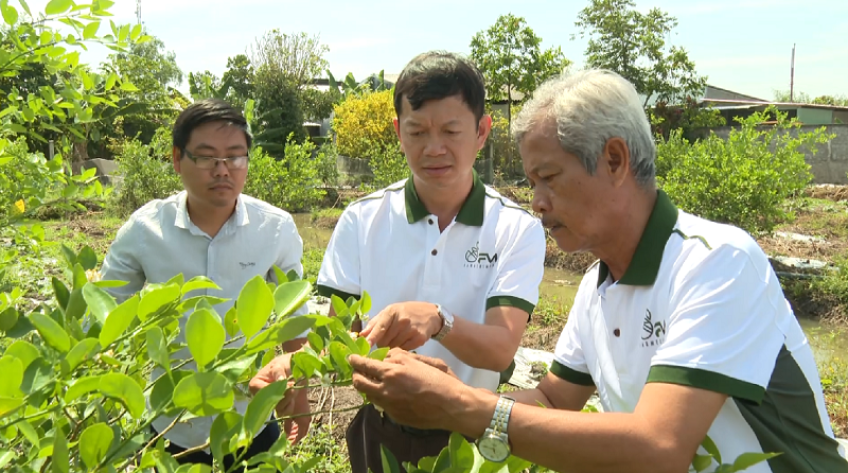 Vườn chanh Zero dư lượng