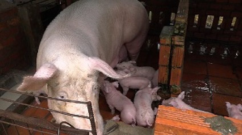 H.Hồng Ngự: Kiểm soát khó khăn vì đàn heo hàng ngàn con thuộc hộ gia đình