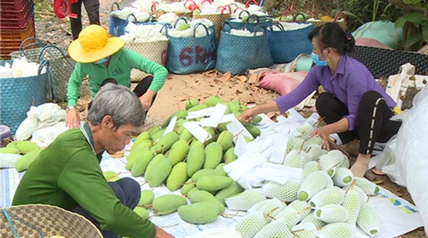 Nông dân Đồng Tháp cần kiến thức về thu hoạch, sơ chế nông sản