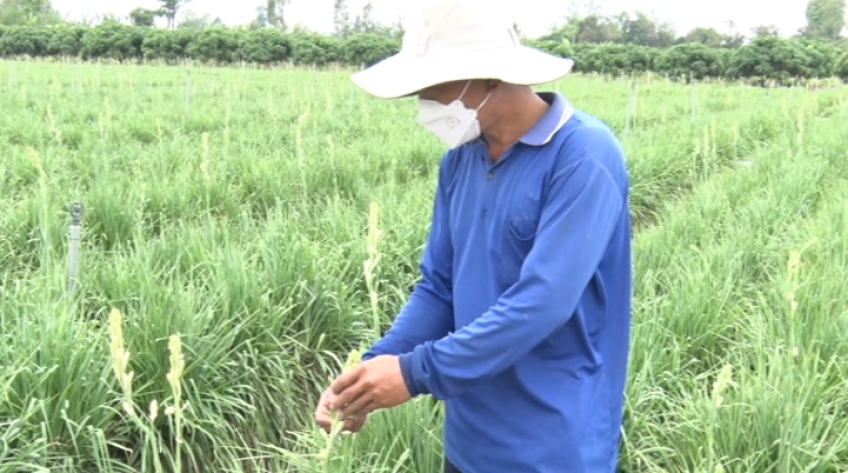 Người trồng huệ Lai Vung lao đao vì dịch hại