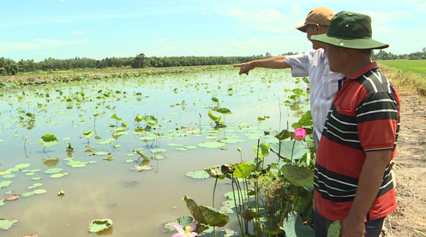 Để ngành hàng sen phát triển bền vững