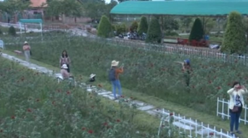 Ngắm cánh đồng hoa hồng Sa Đéc