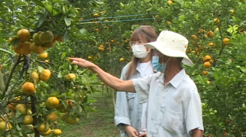 Các điểm tham quan vườn quýt hồng Lai Vung chuẩn bị đón khách