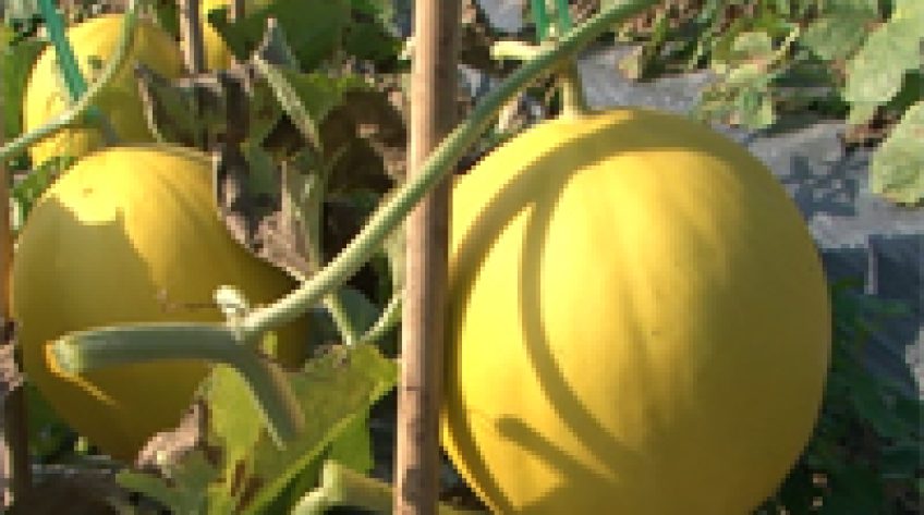 Dưa lê Tết Lai Vung: Giống hoa màu có mối liên kết lâu dài đang gặp khó trong khâu canh tác