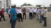 Hoa cúc bất tử hút khách dịp Tết