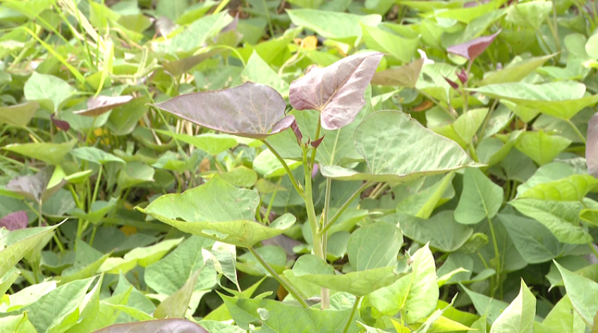 Đồng Tháp: Chuyển đổi cây trồng thích ứng khô hạn