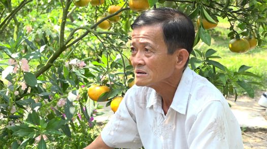 Lão nông hồi sinh, phát huy giá trị quýt hồng Lai Vung
