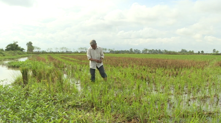 Giữ đất lúa bằng mô hình sinh kế kết hợp