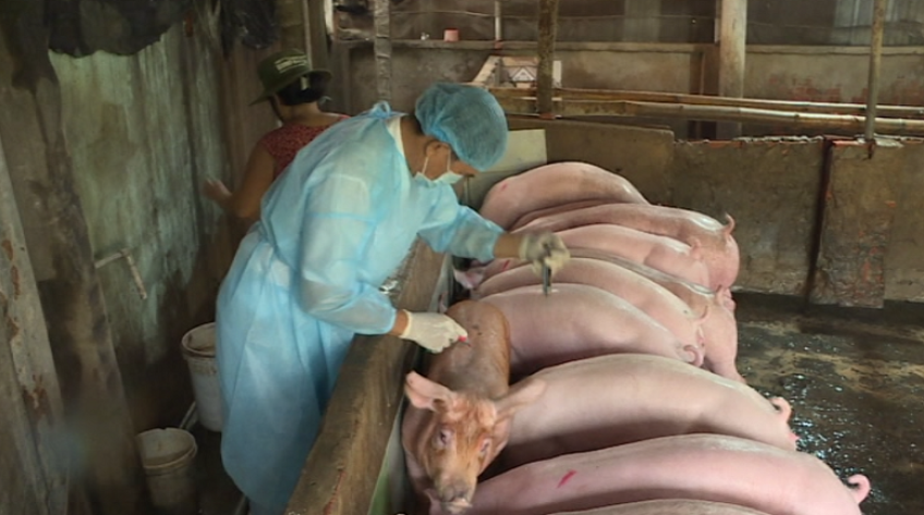 Tiêm thử nghiệm vắc xin NAVET trên đàn heo, người nuôi phấn khởi