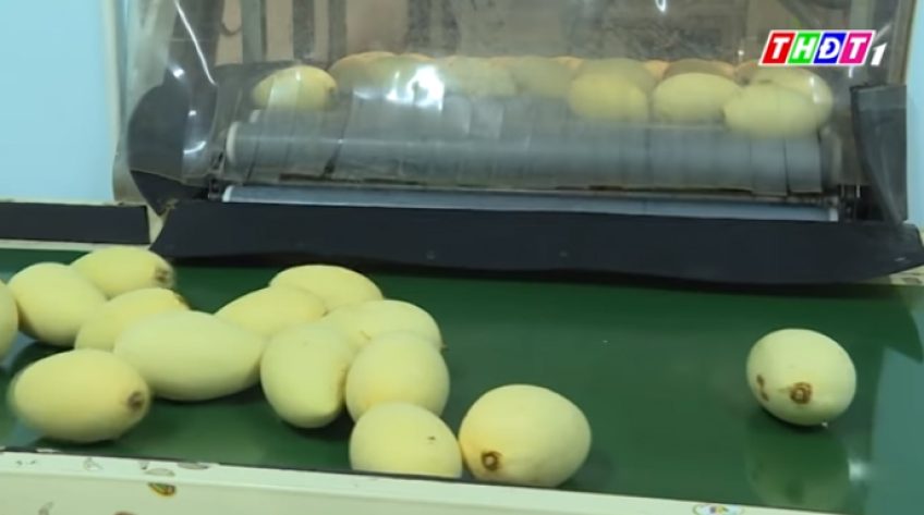 Xoài Đồng Tháp liên tiếp bị mạo danh