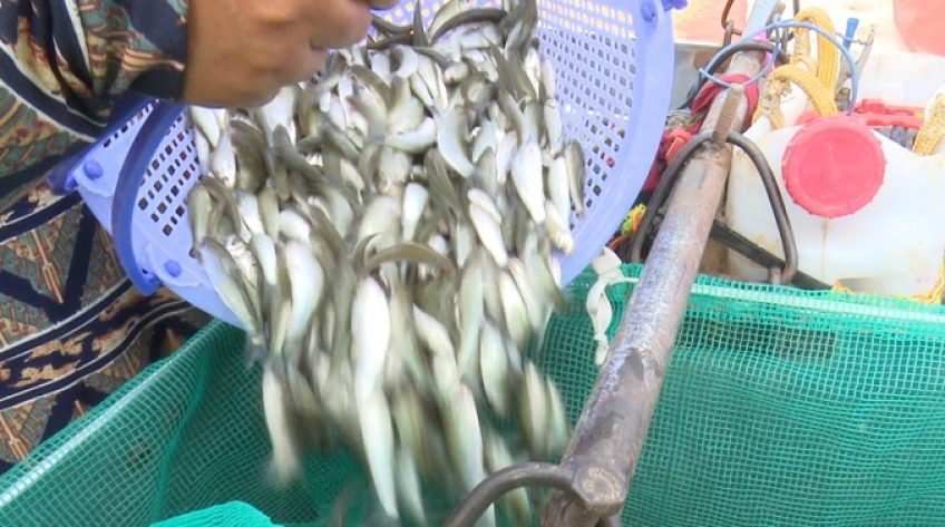 Vùng đầu nguồn bội thu cá linh