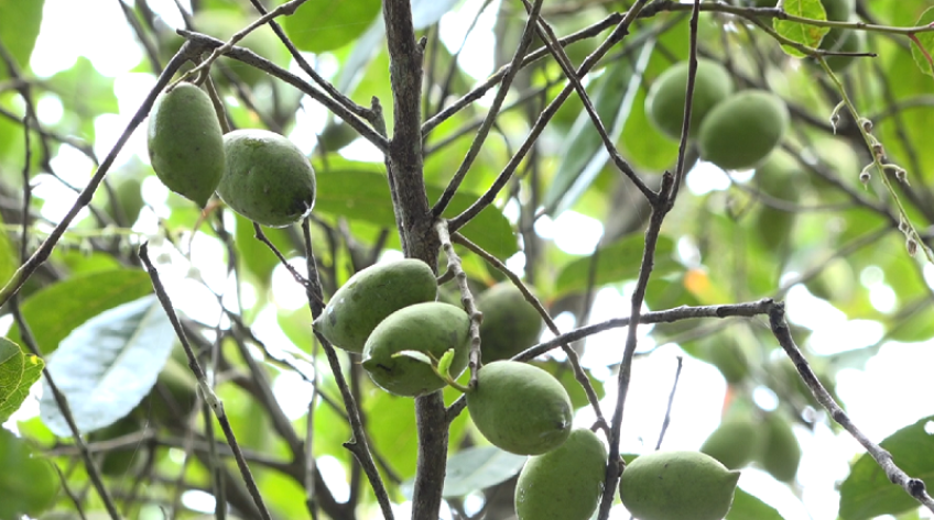 Cà na mùa nước nổi