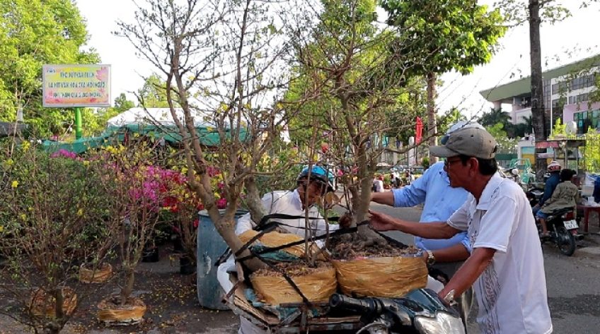 Chợ hoa Cao Lãnh ngày giáp Tết