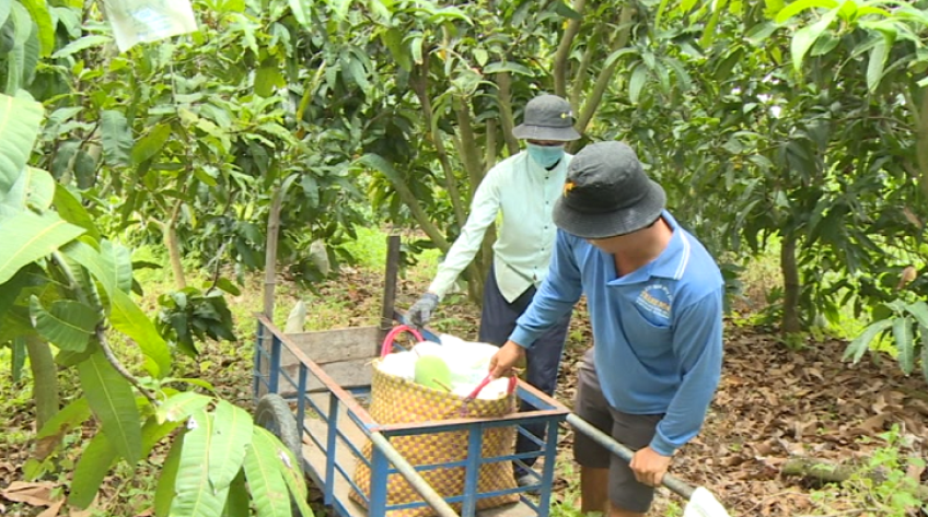 Hợp tác xã - Chỗ dựa của nông dân trong khó khăn