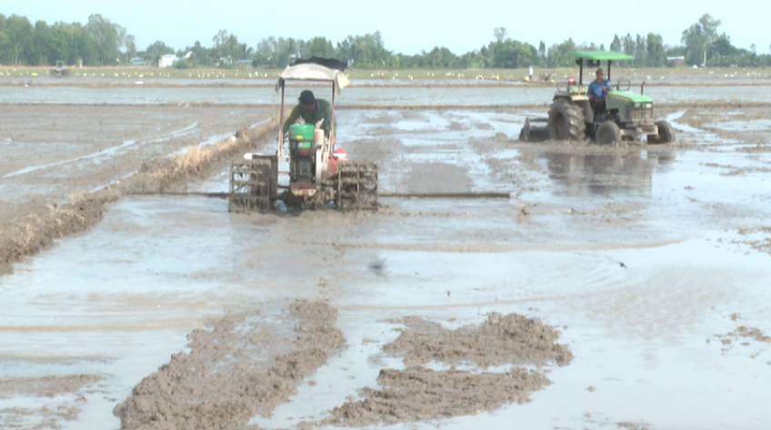 Đồng Tháp: Canh tác đồng loạt, giảm rủi ro vụ lúa Hè Thu 2025