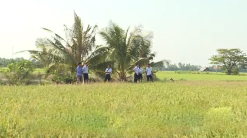 Không tiếp tục gieo trồng giống lúa có tên 