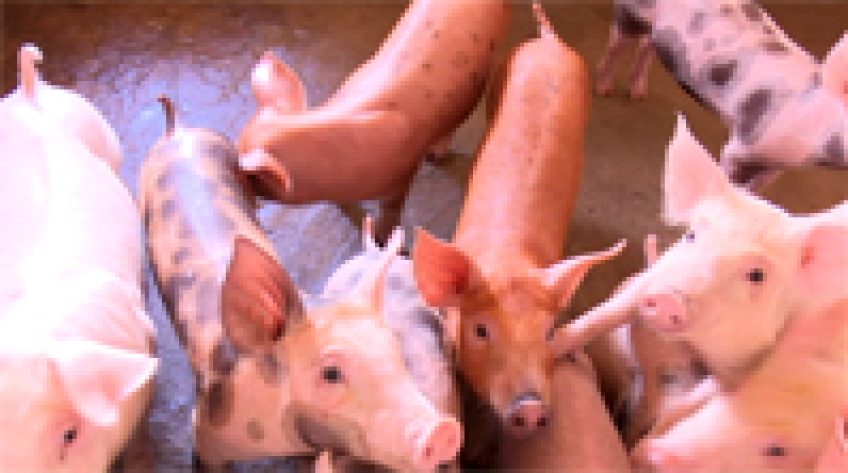 Lai Vung: Đã có hộ tái đàn khi chưa hết dịch tả heo châu Phi