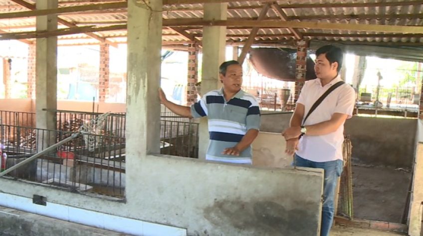 Đồng Tháp: Không tìm được 100 con heo giống qua mạng đấu thầu quốc gia
