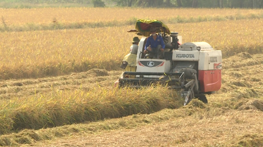 Nông dân Đồng Tháp thu hoạch lúa bán dịp Tết