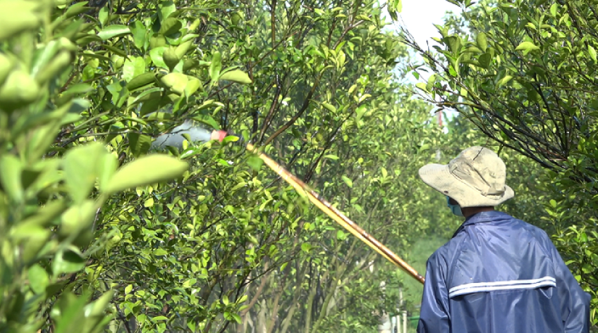 Nhà vườn Lai Vung xử lý ra hoa cho quýt hồng chuẩn bị vụ mới