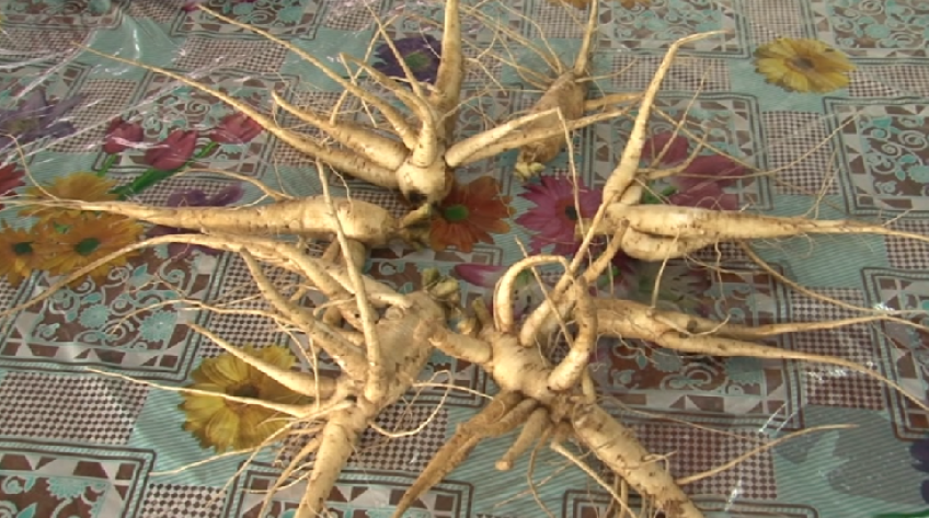 Nông dân trẻ mang cây dược liệu về đồng bằng