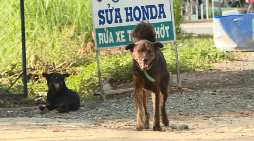 Nuôi chó thả rông: Chó dại gây hại chủ nhà