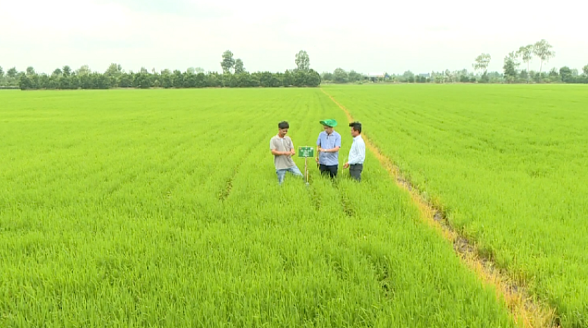 Đồng Tháp: Mở rộng diện tích lúa chất lượng cao phát thải thấp