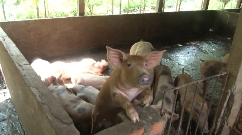 TP.Sa Đéc: Tổng đàn heo chỉ còn vài trăm con