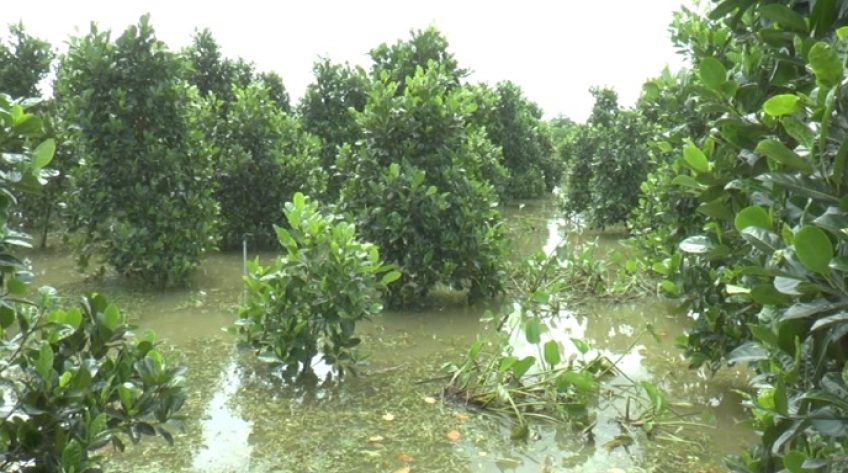 Bị ngập nước, nhiều vườn cây ăn trái ở Lai Vung có nguy cơ mất trắng
