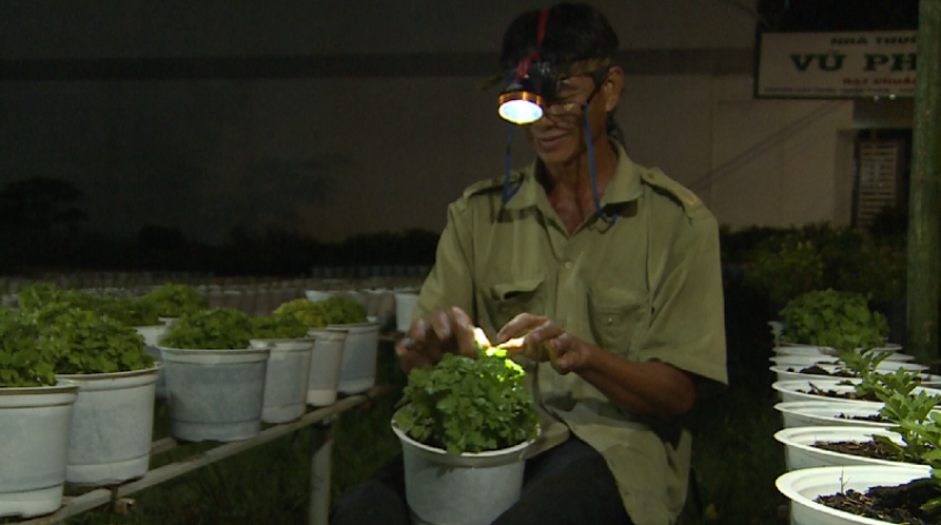 Chăm sóc hoa đêm