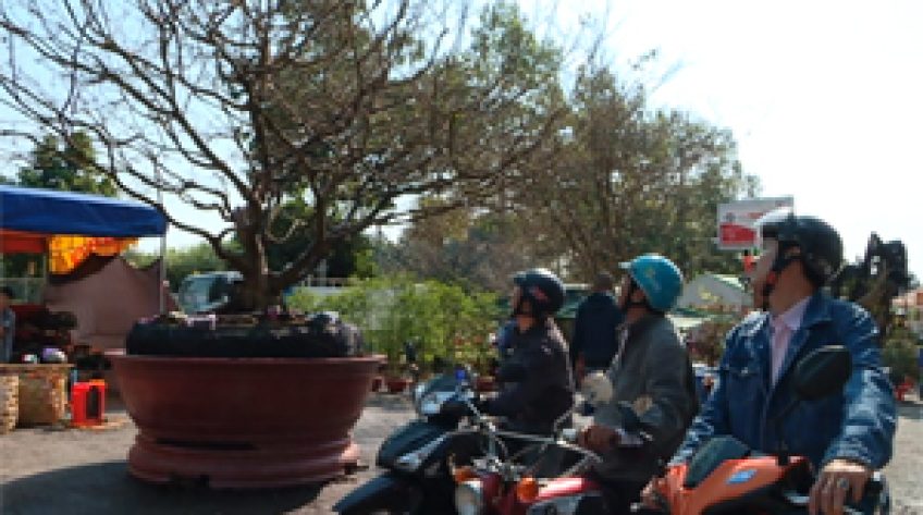 Cây mai 2 tỷ tại chợ hoa Cao Lãnh