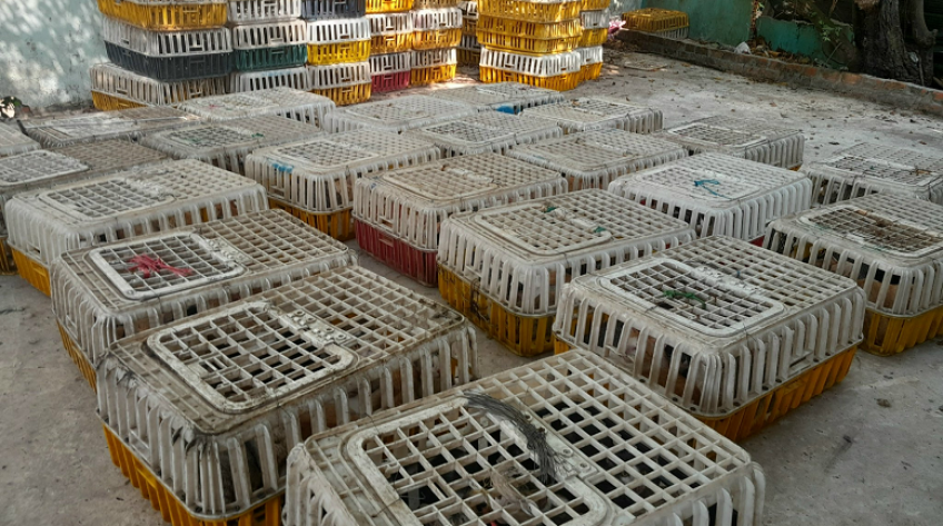 Phát hiện 240 con mèo không rõ nguồn gốc ở H.Lai Vung