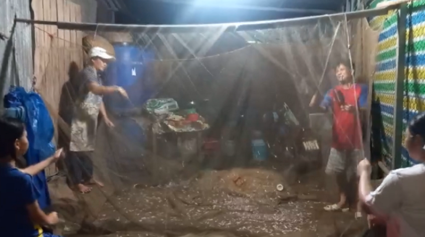 Mùa cá cơm trên sông Tiền