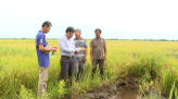 Đồng Tháp: Giá lúa tăng, nông dân phấn khởi
