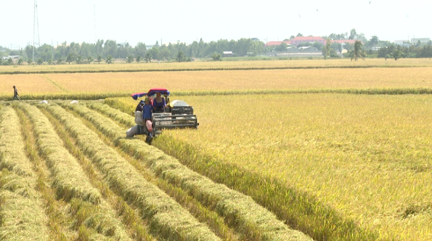 Giá lúa nhích lên, nông dân Đồng Tháp tranh thủ thu hoạch