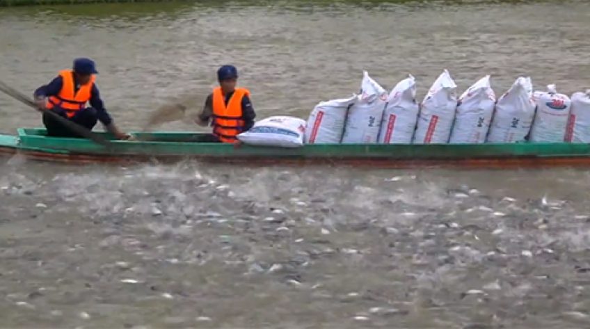 Phát triển ngành hàng cá tra sau giãn cách xã hội