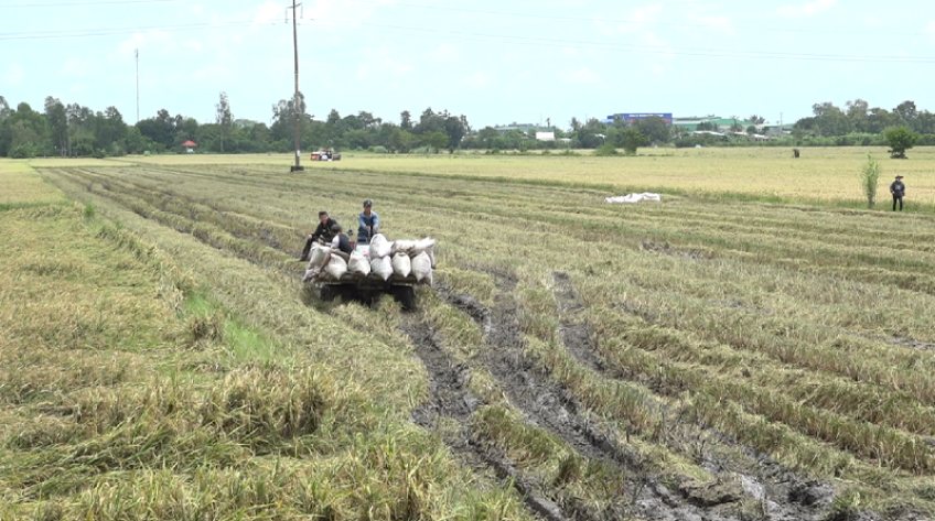 Tăng cường bảo vệ lúa Thu Đông trước triều cường và mưa bão